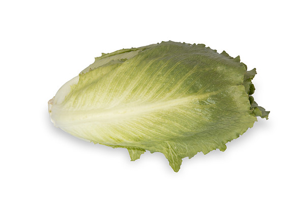 Lettuce_SV3135LG_CA_0045