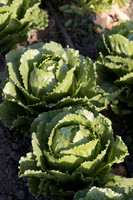 Lettuce_SV3135LG_CA_0008