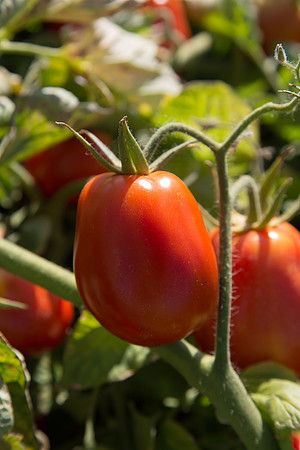 PTOM_AgSeeds_CA_00085