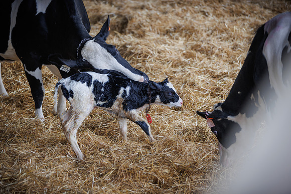MidwestDairy_cdp_1367