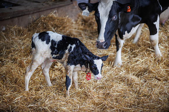 MidwestDairy_cdp_1347