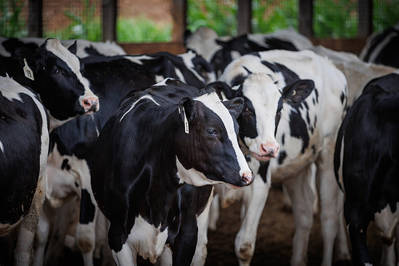 MidwestDairy_cdp_1622