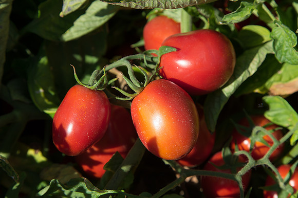 PTOM_AgSeeds_CA_00107