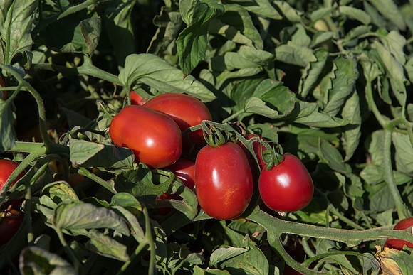 PTOM_AgSeeds_CA_00096