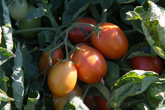 PTOM_AgSeeds_CA_00151