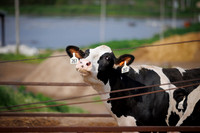 MidwestDairy_cdp_39