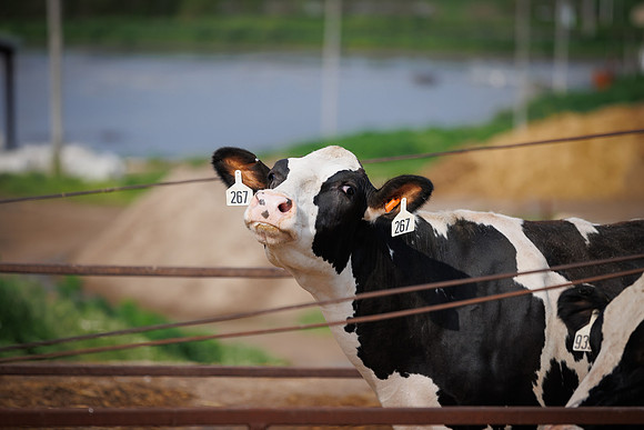 MidwestDairy_cdp_39