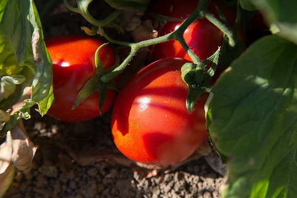 PTOM_AgSeeds_CA_00144