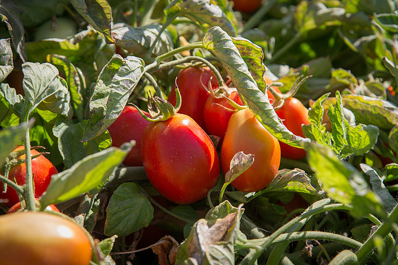 PTOM_AgSeeds_CA_00088