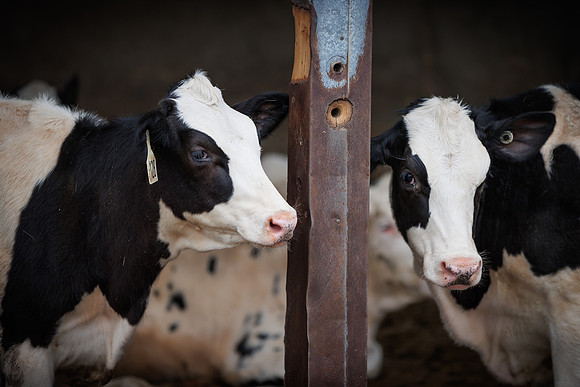 MidwestDairy_cdp_1580