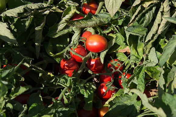 PTOM_AgSeeds_CA_00104