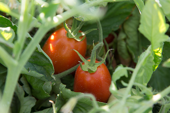 PTOM_AgSeeds_CA_00092