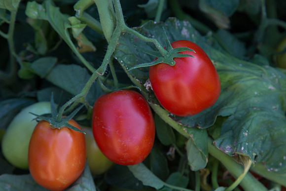 PTOM_AgSeeds_CA_00159