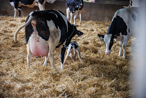 MidwestDairy_cdp_1313