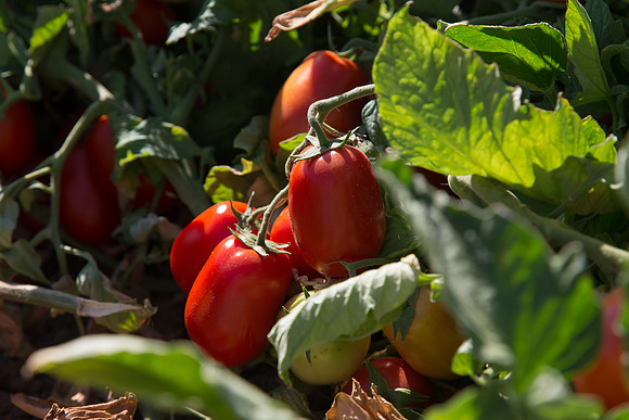 PTOM_AgSeeds_CA_00132