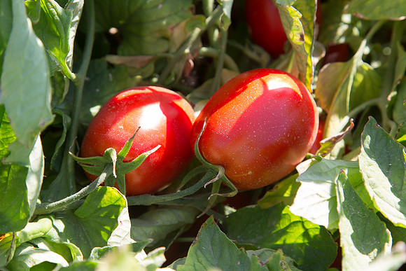 PTOM_AgSeeds_CA_00077