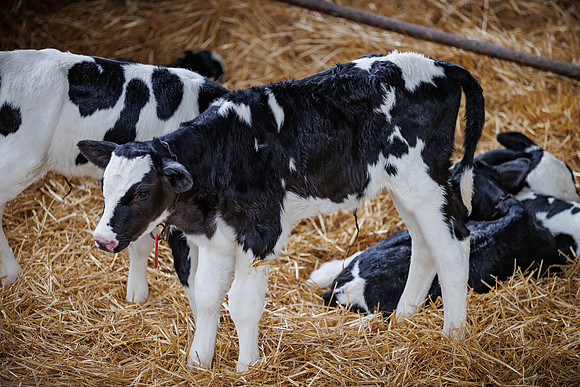 MidwestDairy_cdp_1305