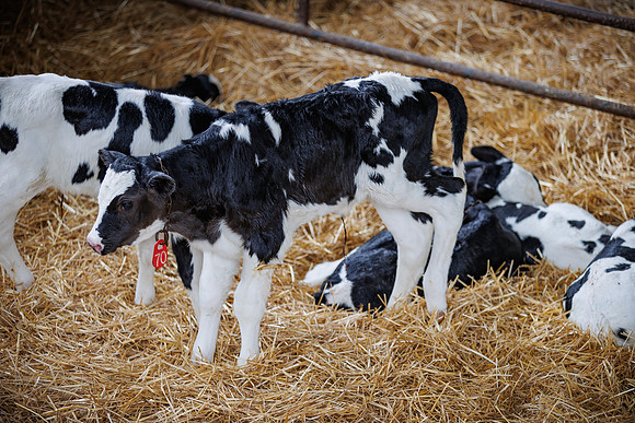 MidwestDairy_cdp_1307