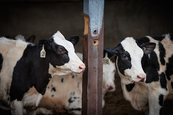 MidwestDairy_cdp_1582