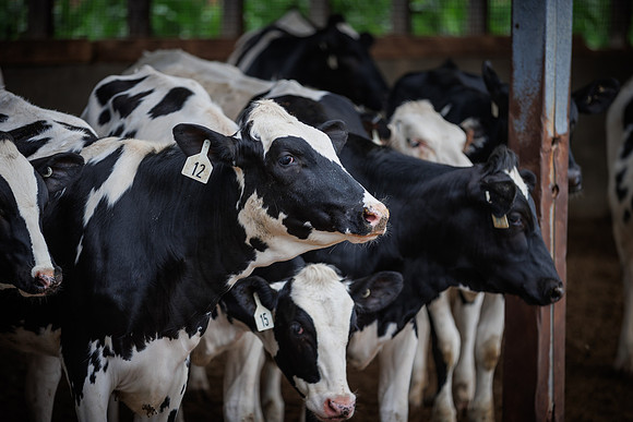 MidwestDairy_cdp_1633