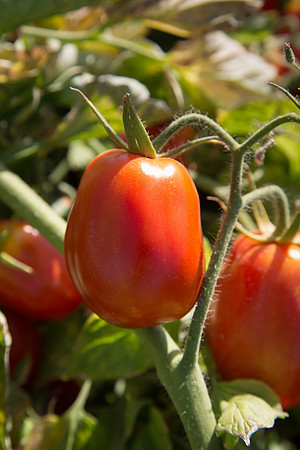 PTOM_AgSeeds_CA_00076