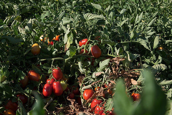 PTOM_AgSeeds_CA_00122