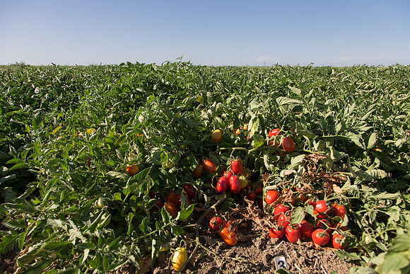 PTOM_AgSeeds_CA_00128