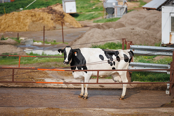 MidwestDairy_cdp_31