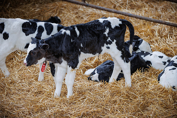 MidwestDairy_cdp_1311