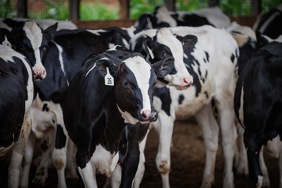 MidwestDairy_cdp_1616
