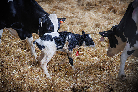 MidwestDairy_cdp_1376