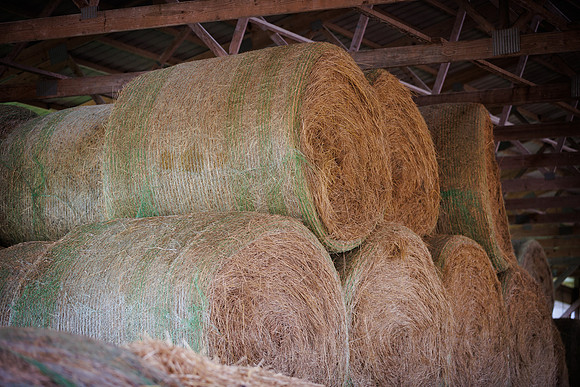 MidwestDairy_cdp_1658