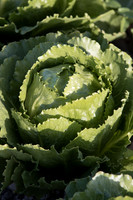 Lettuce_SV3135LG_CA_0012