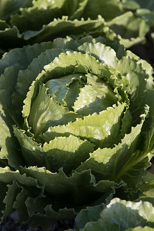 Lettuce_SV3135LG_CA_0012