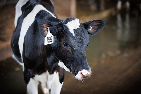 MidwestDairy_cdp_1687