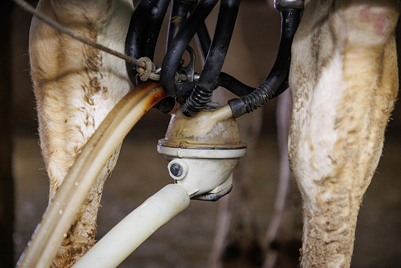 MidwestDairy_cdp_738