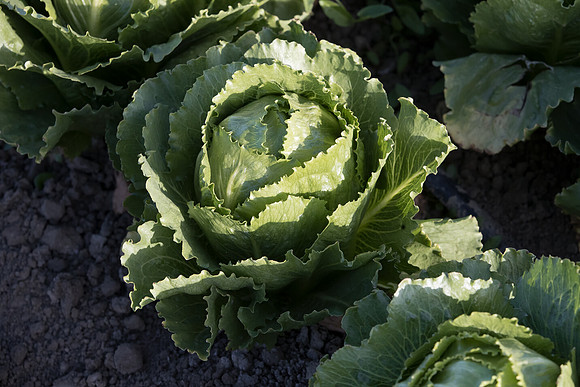 Lettuce_SV3135LG_CA_0006