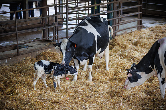 MidwestDairy_cdp_1342