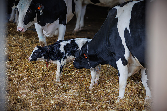 MidwestDairy_cdp_1334