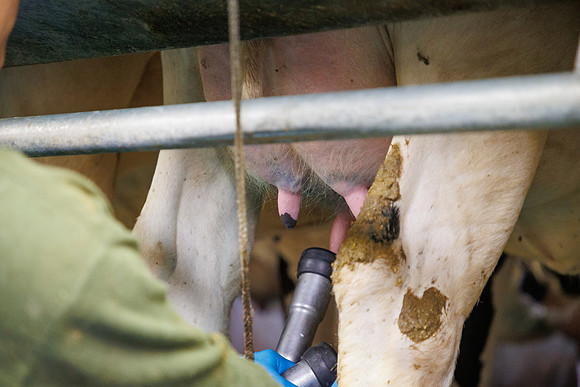MidwestDairy_cdp_789