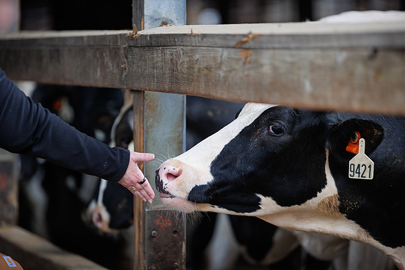 MidwestDairy_cdp_1421