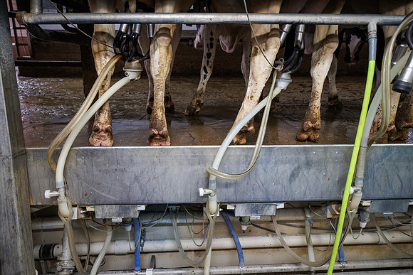 MidwestDairy_cdp_743
