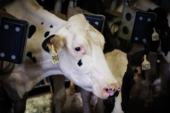 MidwestDairy_cdp_1054