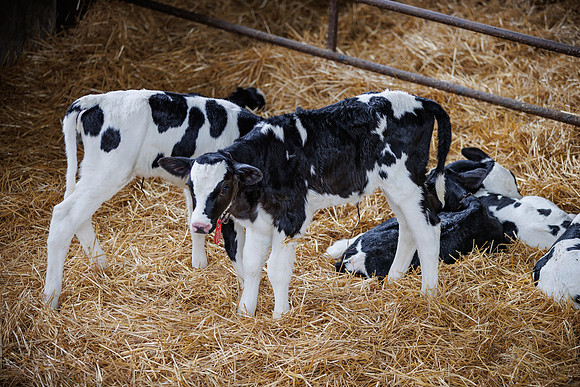 MidwestDairy_cdp_1302