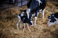 Midwest Dairy Tour