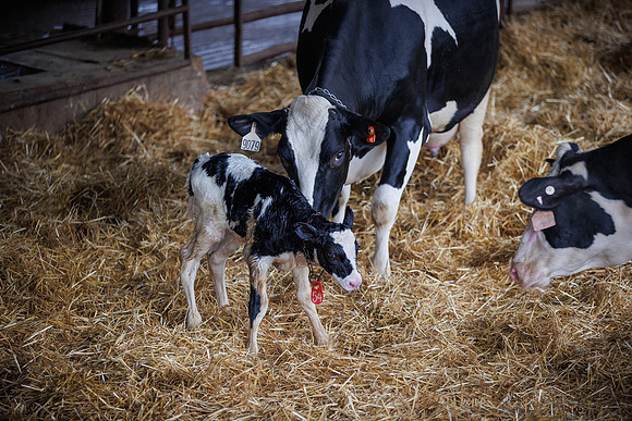 MidwestDairy_cdp_1351