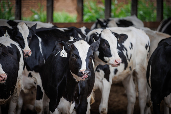 MidwestDairy_cdp_1620