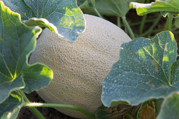 Melon_SVMF5196_CA_0008