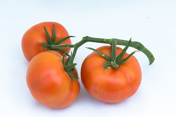 Tomato_Yigido_MX_Group_0031