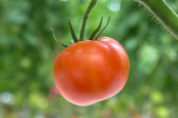 Tomato_Yigido_MX_0045